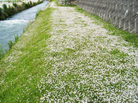 【NETIS登録】シートを使わない新しい緑化工  法
