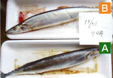 試験 「サンマ鮮度試験」