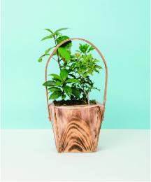 お手軽緑化　「里山BONSAI【四季劇場】」