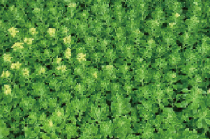 常緑キリンソウ