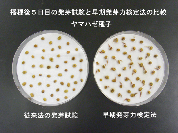 早期発芽力検定法（日本樹木種子研究所） 東興ジオテック | イプロス