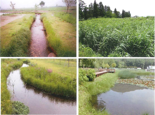 『小岩井の水辺緑化』のご紹介