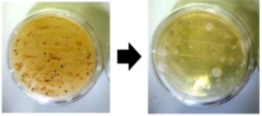『衛生管理に入る前の除菌・洗浄』　靴底洗浄