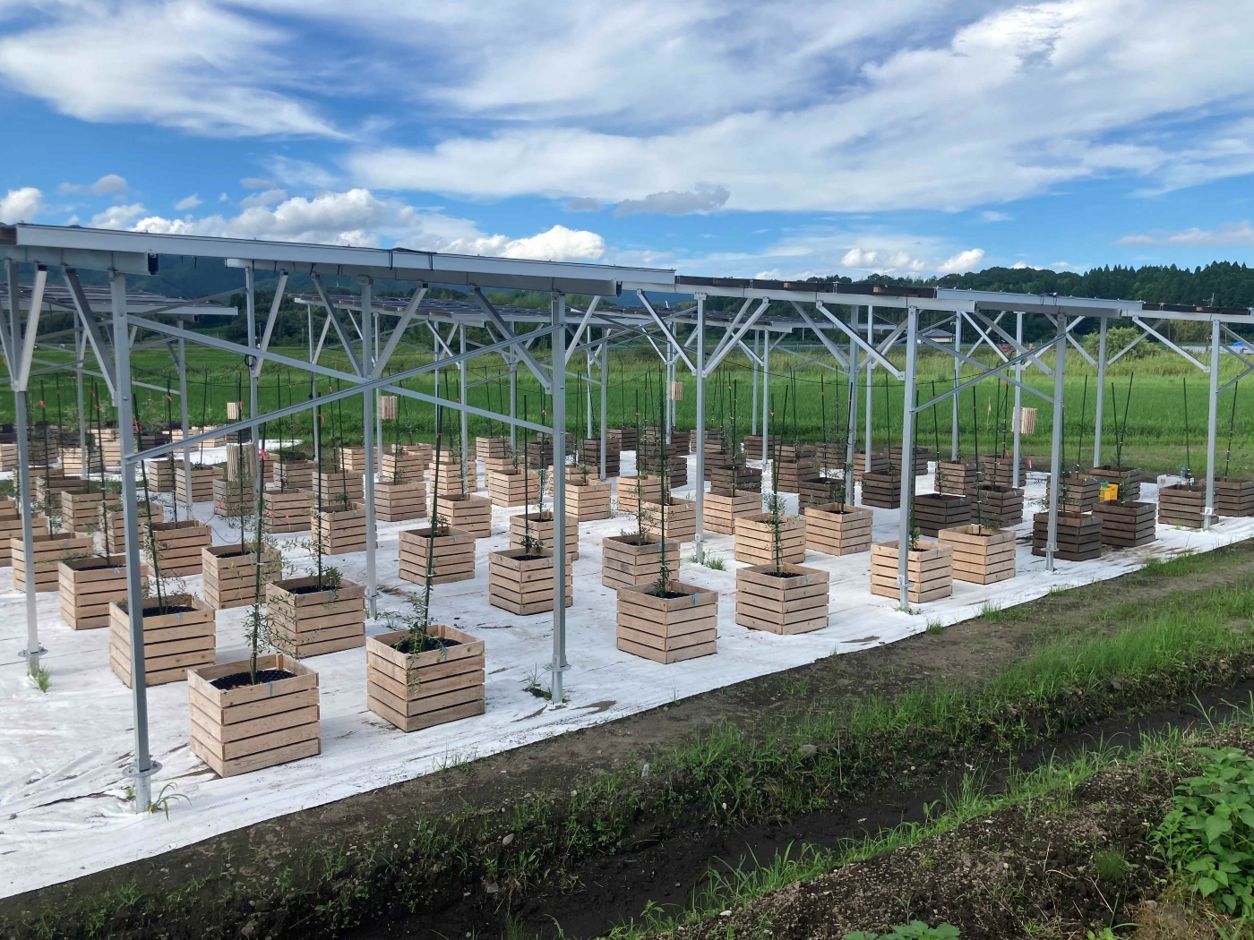 oliveious solar sharing system