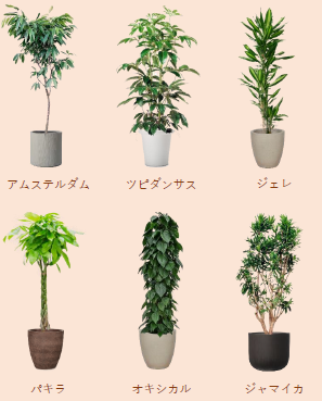 観葉植物レンタル 西花園 | イプロス