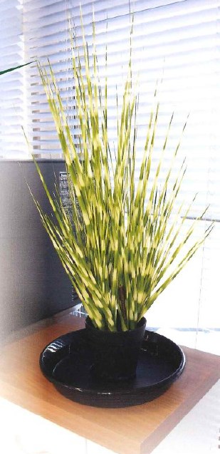 おしゃれな観葉植物の見た目で害虫を捕獲『フライヘル』