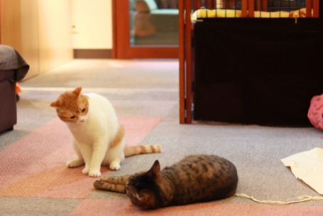 防犯・監視カメラシステム​『現場見守る君』ペット見守りの設置事例