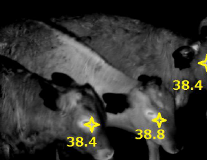 全頭の体温チェック(体調管理)