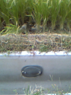 KM式 水口パイプ（通常使用型取水弁）『KMW1型』