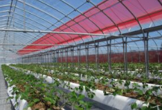 おいしさを追求した栽培プラント