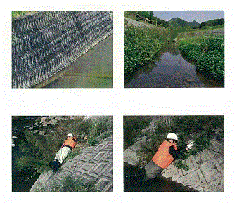 水辺の環境改善工法『ネコヤナギ・エコ工法』