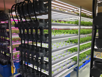 植物工場　事業化支援サービス