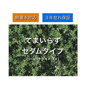 屋上緑化システム【てまいらず】薄層トレー式屋上緑化システム