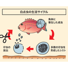 3.白点虫の生活サイクル.jpg
