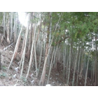 003樹林