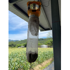 捕虫器イチゴ農家設置.jpg