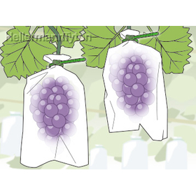 re_orf_grn_grape_app_358.jpg