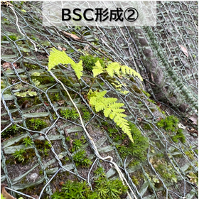 BSC?.png