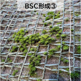 BSC?.png