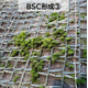 BSC?.png