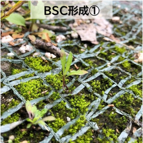 BSC?.png