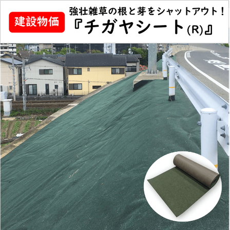 チガヤ掲載用.png