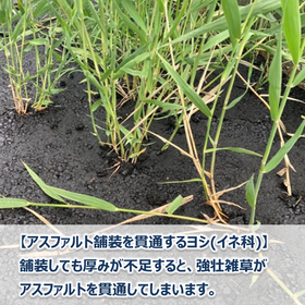 サブ?.png