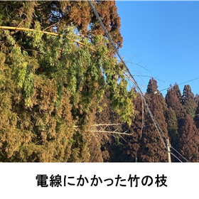 竹被害_1.png