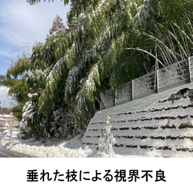 竹被害_2.png