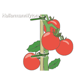 re_orf_grn_tomato_app_358.jpg