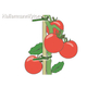 re_orf_grn_tomato_app_358.jpg