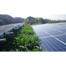 ?雑草が太陽電池モジュールの上にかかっている.JPG