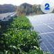 ?雑草が太陽電池モジュールの上にかかっている.png