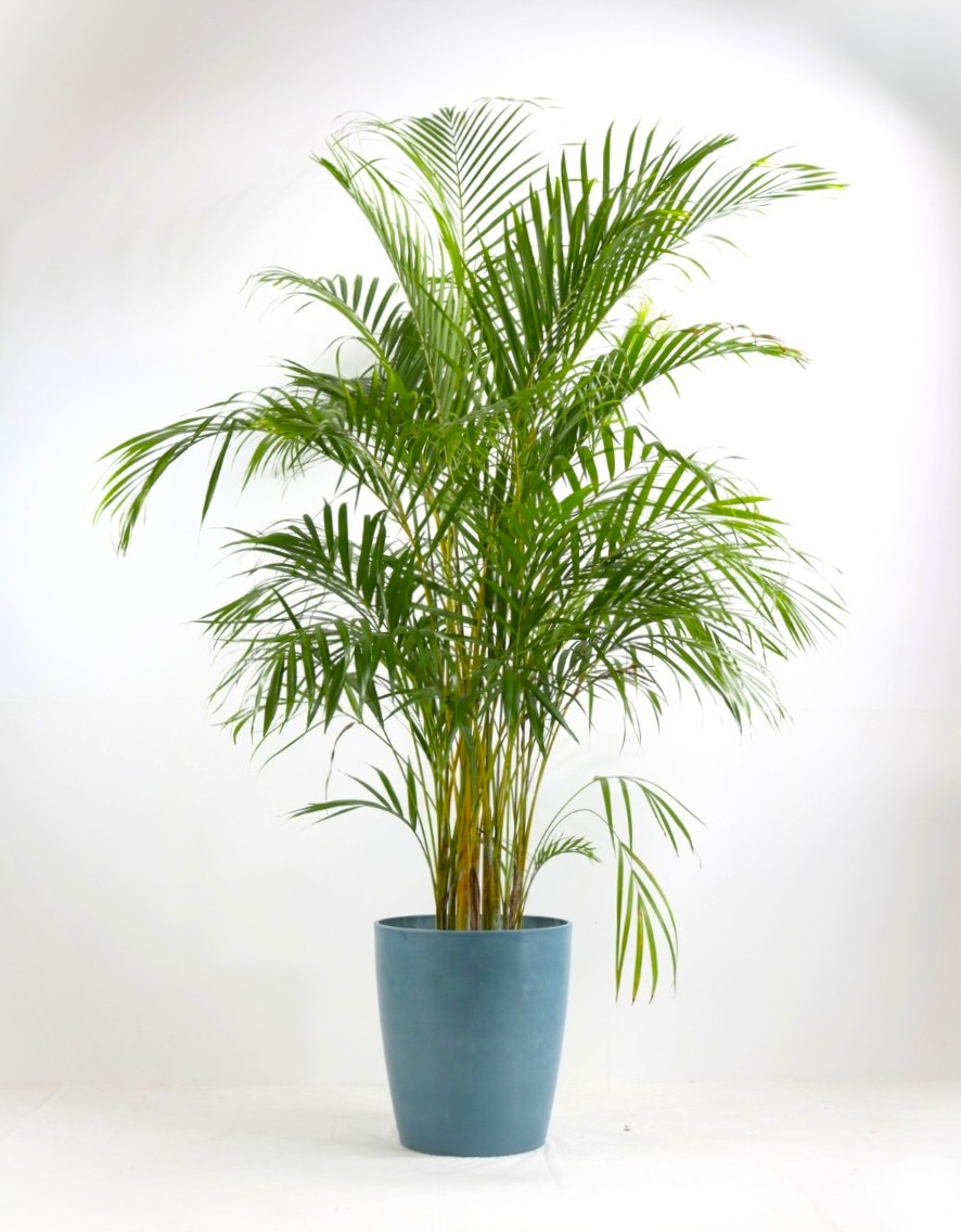 贈答用観葉植物 | 住友林業緑化 - Powered by イプロス