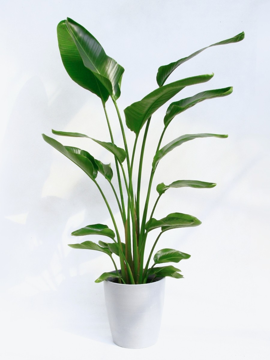 贈答用観葉植物 | 住友林業緑化 - Powered by イプロス