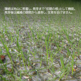 薄綿2.png
