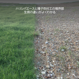 薄綿6.png
